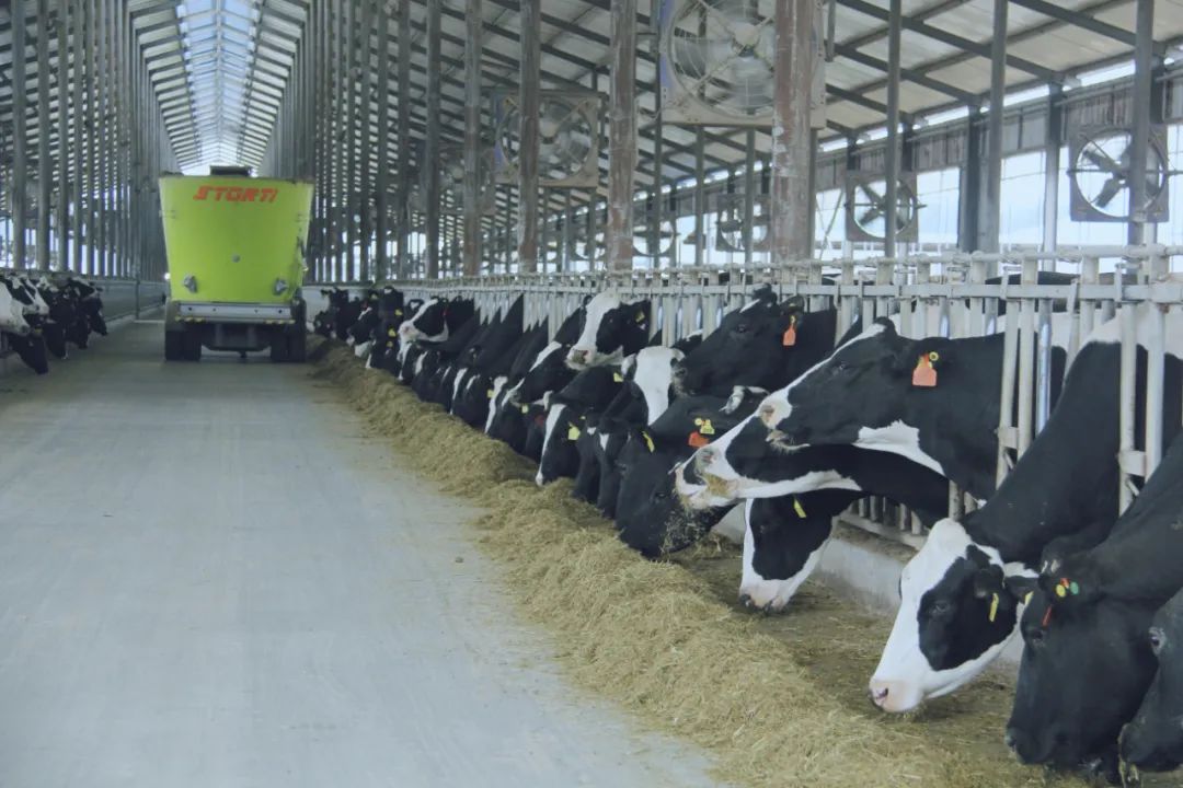 花花牛丨駐馬店市遂平縣政協黨組書記、主席張衛東一行蒞臨花花牛魯山瑞亞牧場參觀