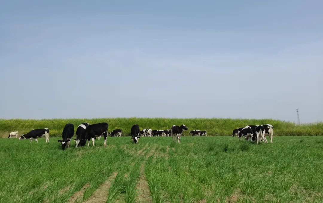 繼往開來 · 再創(chuàng)輝煌 | 花花牛乳業(yè)集團召開9月營銷、養(yǎng)殖及飼料月度經(jīng)營工作會議 繼往開來 · 再創(chuàng)輝煌 | 花花牛乳業(yè)集團召開9月營銷、養(yǎng)殖及飼料月度經(jīng)營工作會議