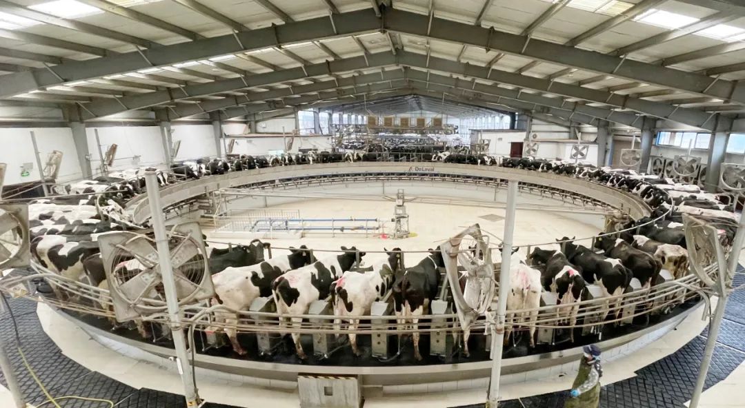 凝心聚力·贏創(chuàng)未來 | 花花牛乳業(yè)集團(tuán)召開營銷、養(yǎng)殖及飼料經(jīng)營工作會議 凝心聚力·贏創(chuàng)未來 | 花花牛乳業(yè)集團(tuán)召開營銷、養(yǎng)殖及飼料經(jīng)營工作會議